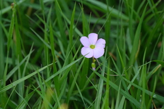 Oxalis violacea