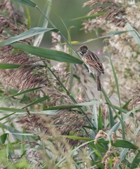 Emberiza schoeniclus