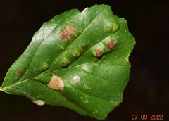 Acalitus brevitarsus