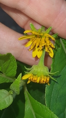 Tilesia baccata