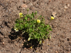 Oxalis laxa