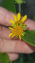 Tilesia baccata