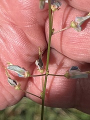 Desmodium glabellum