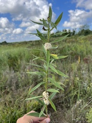 Cuscuta glomerata