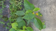 Tilesia baccata