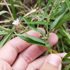 Convolvulus crenatifolius