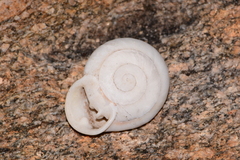 Anostoma