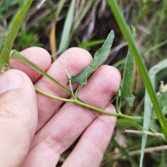 Convolvulus crenatifolius