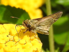Atalopedes campestris