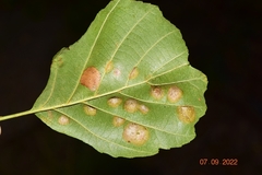 Acalitus brevitarsus