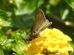 Atalopedes campestris