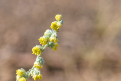 Artemisia frigida