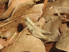 Dichromorpha viridis