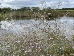 Limonium carolinianum