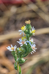 Symphyotrichum falcatum