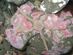 Ophioplocus esmarki image