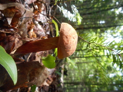 Austroboletus gracilis
