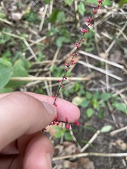 Persicaria filiformis