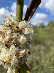 Cuscuta glomerata