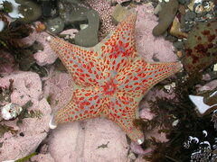 Dermasterias imbricata