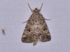 Eubolina impartialis