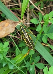 Melanoplus bivittatus