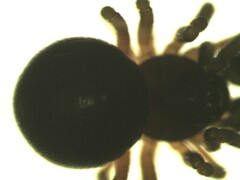 Ceratinella scabrosa