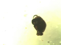 Ceratinella scabrosa
