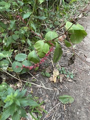 Persicaria filiformis