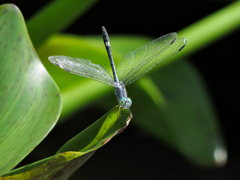 Micrathyria schumanni