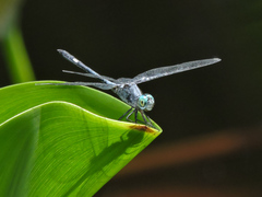 Micrathyria schumanni