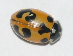 Hippodamia parenthesis