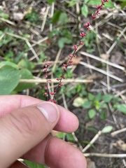 Persicaria filiformis