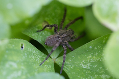 Lycosinae