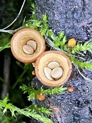 Nidulariaceae