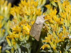 Caradrina montana
