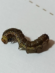 Helicoverpa armigera