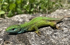 Lacerta viridis