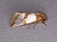 Schinia chrysellus