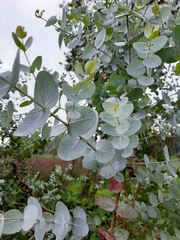 Eucalyptus cinerea