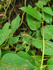 Conocephalini