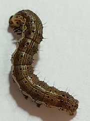 Helicoverpa armigera