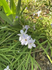 Ipheion uniflorum