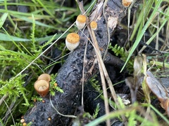 Nidulariaceae