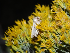 Caradrina montana