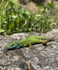 Lacerta viridis