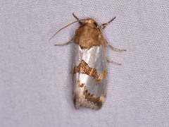 Schinia chrysellus