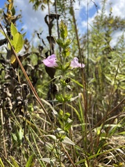 Agalinis auriculata