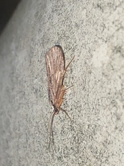 Polycentropodidae