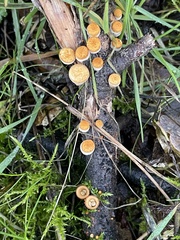 Nidulariaceae